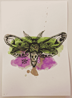 moth-4-2014-poor-quality-photo